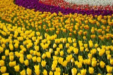 Fond d'écran coloré de tulipes