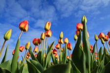 Kleurrijke tulpen en blauwe lucht