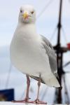 Mouette curieuse