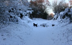 Pes hraje ve sněhu