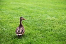 Kachna na zelené trávě