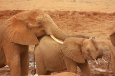 Elefanţii