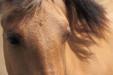 Olhos de um cavalo castanho