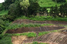 Zemědělství v Panama