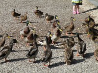 Utfodring av Ducks