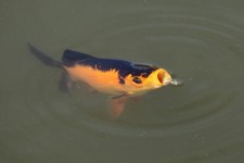 Fisk med öppen mun