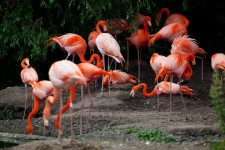 Schwarm Flamingos