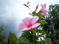 Rózsaszín virág