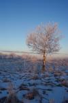 Frosty Landschaft Baum