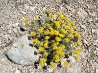岩石中の黄色い花