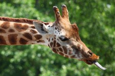 Giraffe de tong