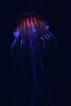 Fénylő medúza