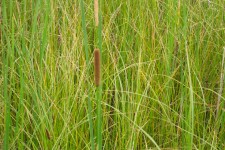 Grass Texture Háttér