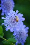 Honig auf einem Pinchushion Blume Biene