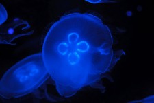 Méduse sous-marine