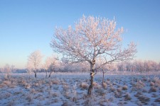 Lone Tree světla Frost
