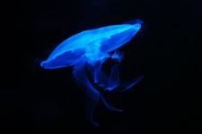 Księżyc jellyfish