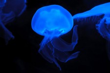 Luna medusa