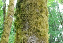 Mossiga Alder Tree