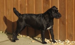 Nuttall Bred Patterdale