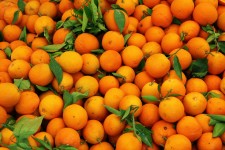 Patrón de frutas de color naranja