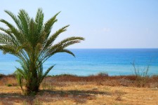 Palmboom en zee