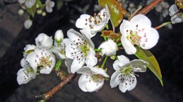 Päron Blossoms