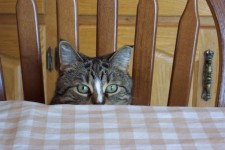 Peek a Boo Cat's Eyes