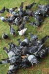 Pigeons d'alimentation