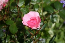 Pink růže