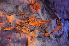 Prehistorische fossielen