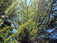 Pine ágak
