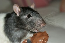 Gourmand råtta