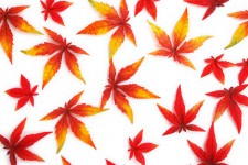 Czerwony liści jesienią
