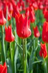 Czerwony Tulipan