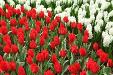 Jacintos tulipas vermelhas e brancas