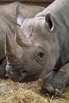 Rhino hoofd