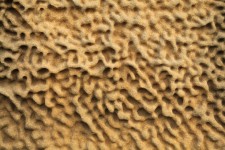 Arenisca patrón de la erosión