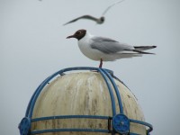 Seagull op een lamp