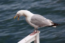 Seagull krzyczeć