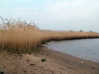 Sjögräs på vatten