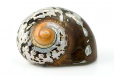 Moře shell