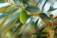Unico di oliva