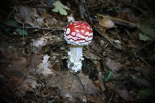 Piccolo fungo rosso