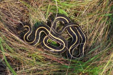 Kígyó a fűben