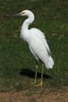Snowy Egret su erba