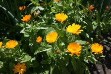 Sunny Marigold Květiny