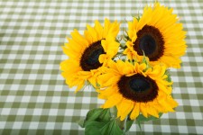 Drei Sonnenblumen