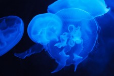 Translucide méduses bleues