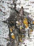 La texture de la mousse d'arbre éco